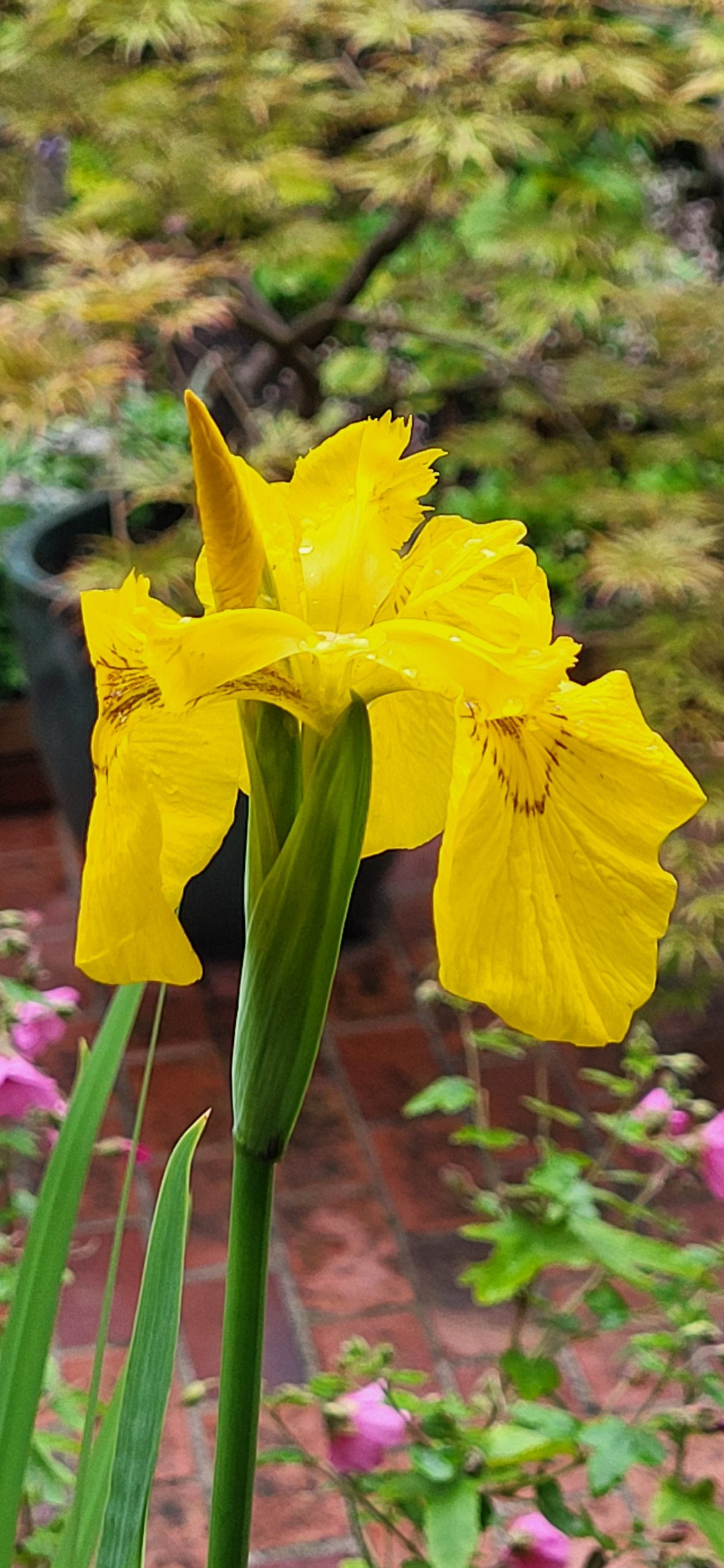 Iris