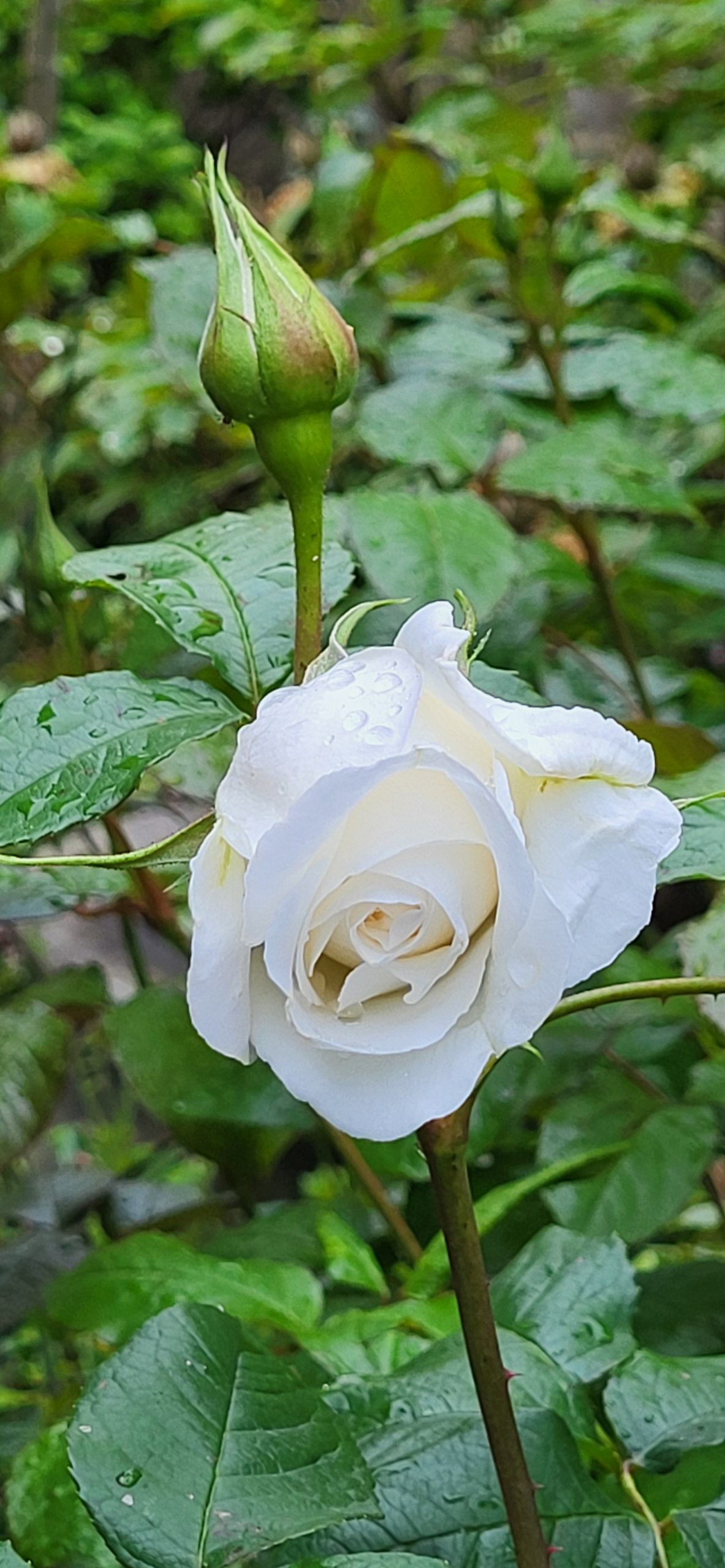 Rose Annapurna