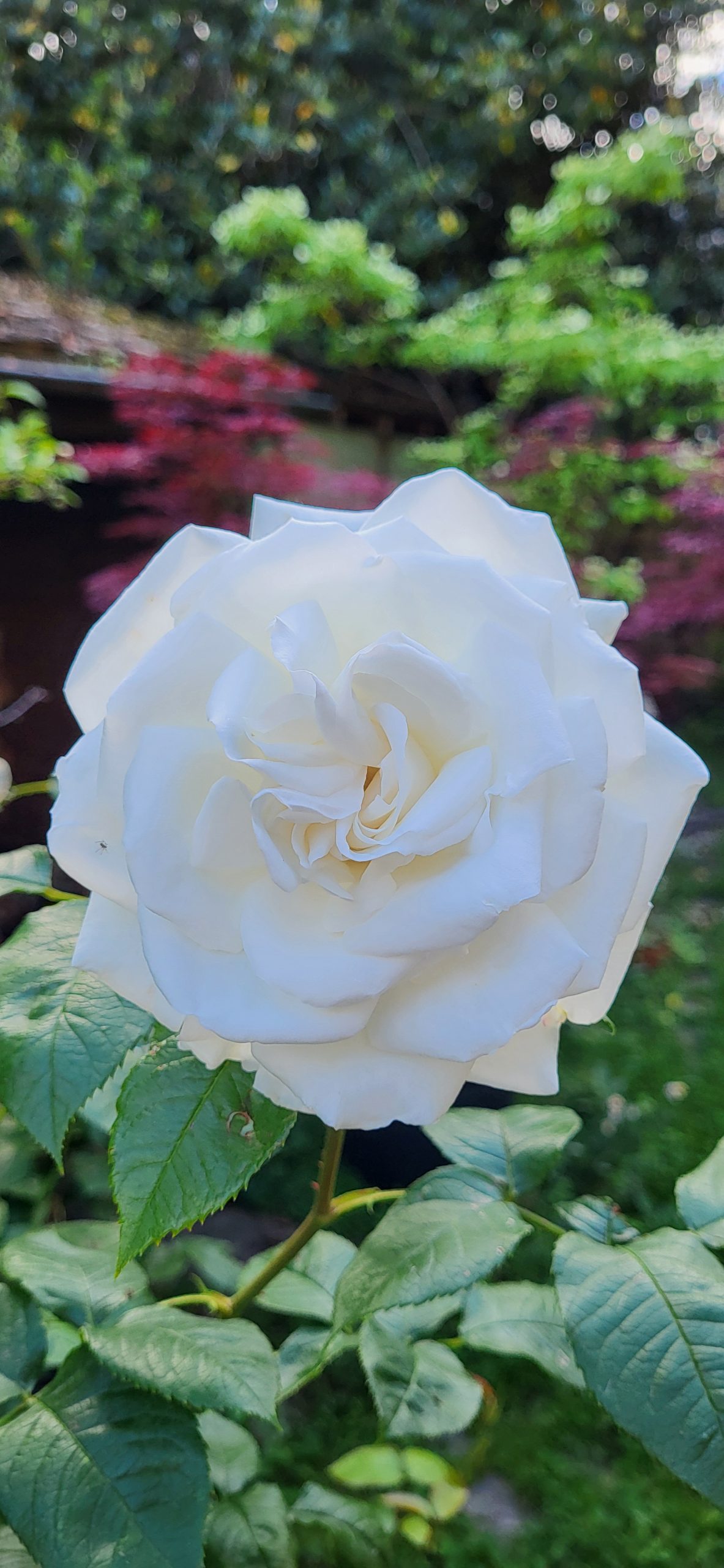 Rose Annapurna
