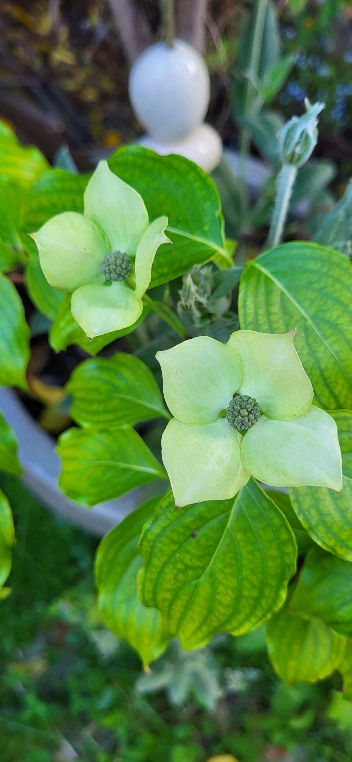 Cornouiller - Cornus Kousa